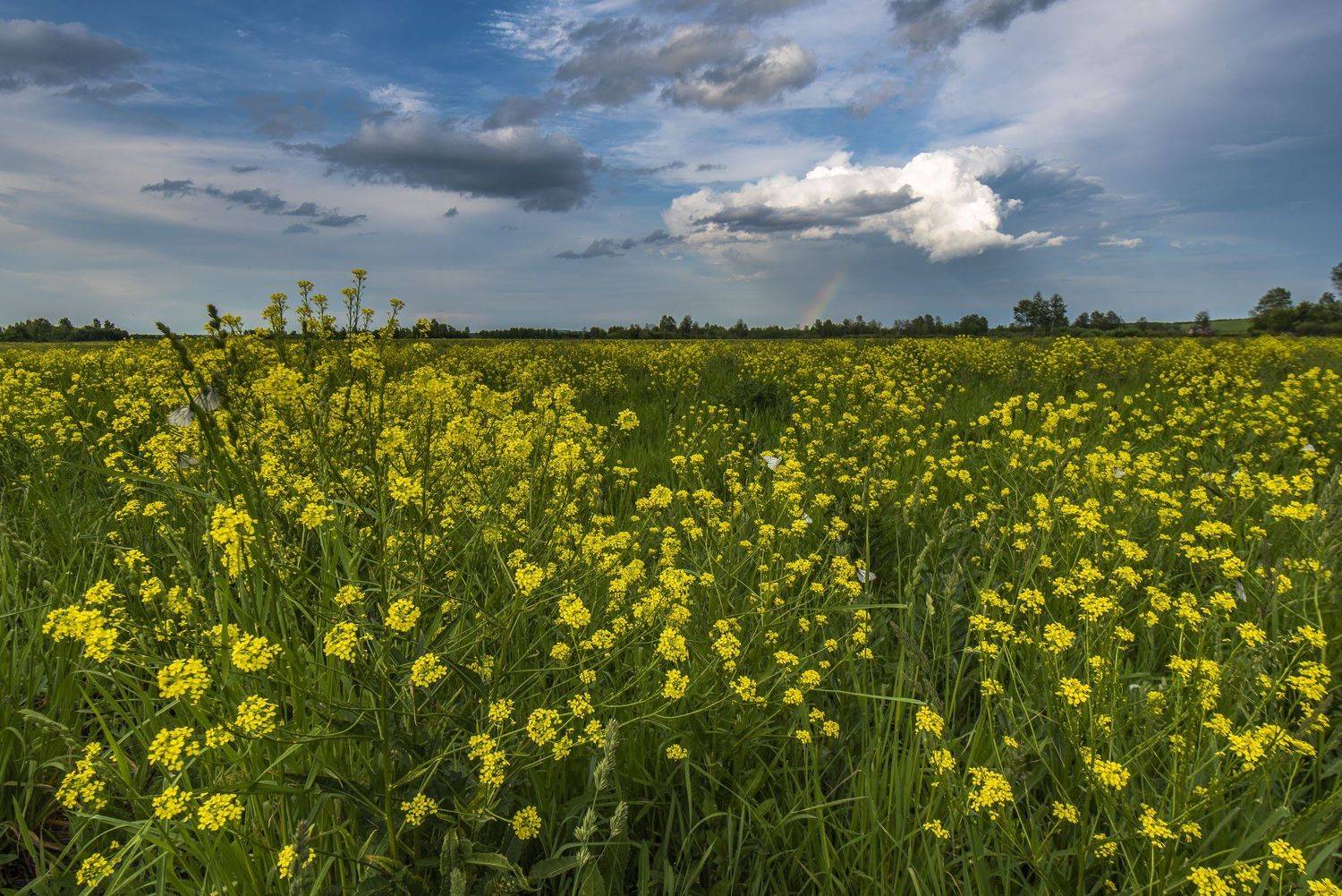 бабочки, облака, поле, цветы, пейзаж, радуга, лето, Дмитрий Старостенков