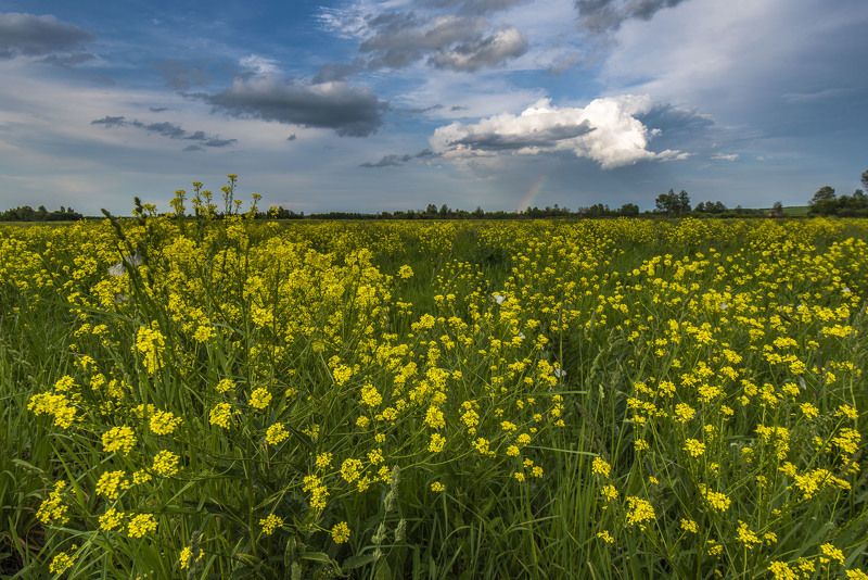 бабочки, облака, поле, цветы, пейзаж, радуга, лето Радуга над летним полем фото превью