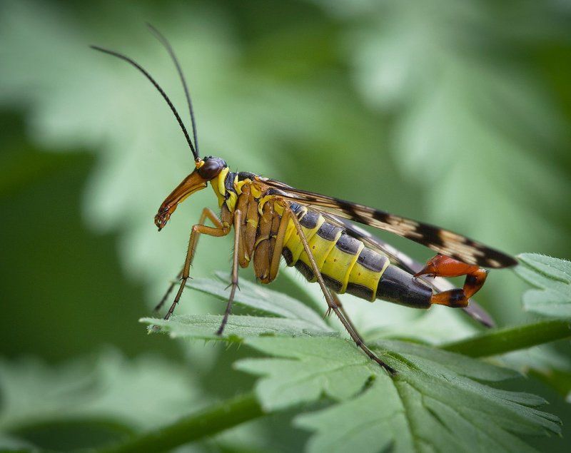 Скорпионница обыкновенная (лат. Panorpa communis) фото превью