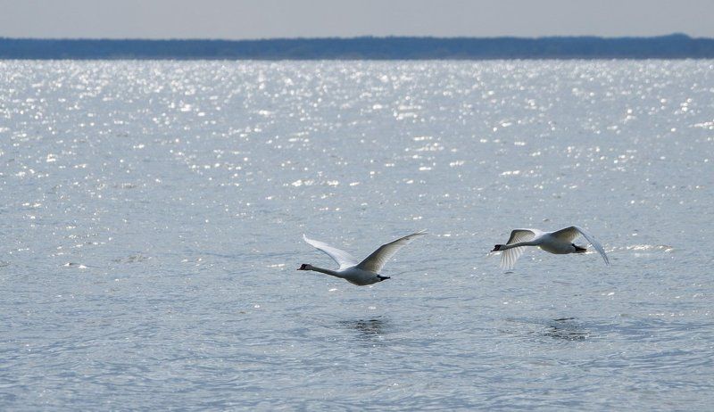 Куршская коса, Природа Зарисовки с Куршской косы фото превью