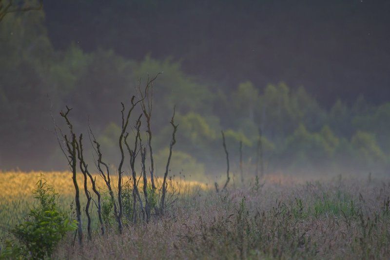 *** фото превью