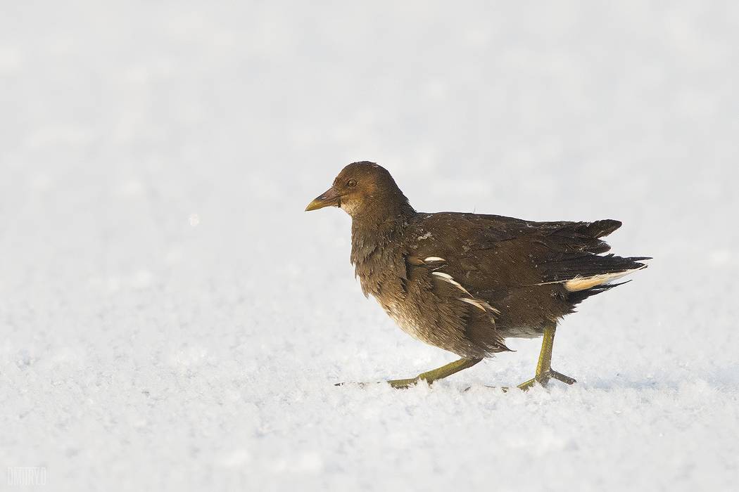 , Дмитрий Доронин