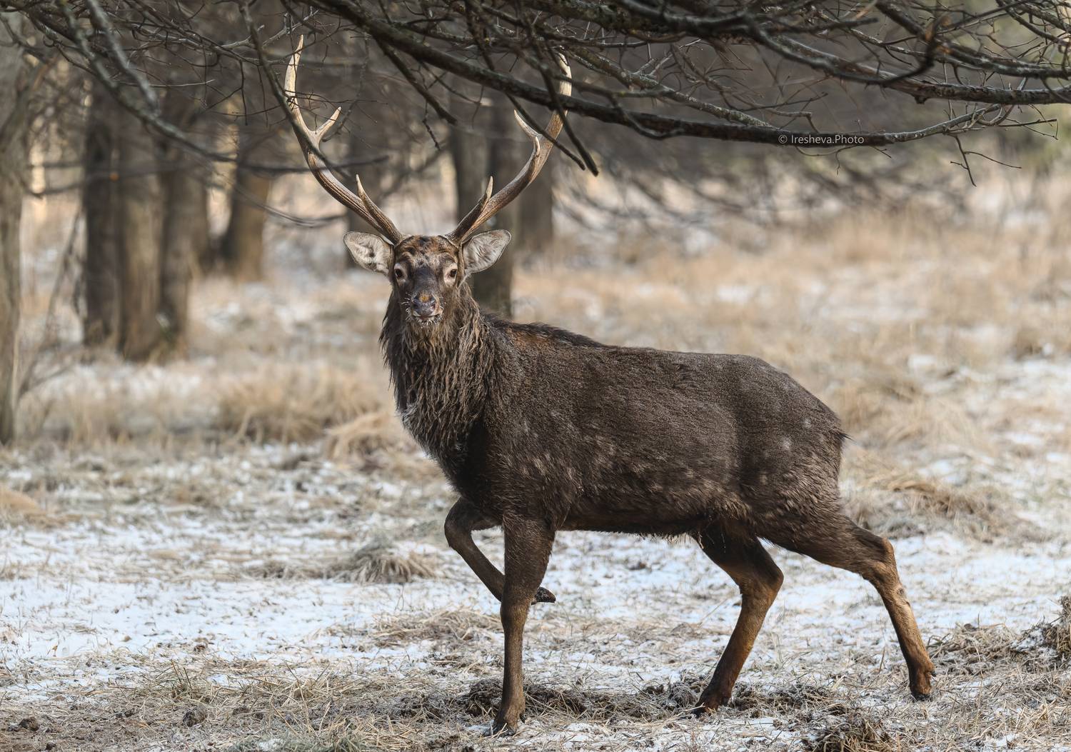 Пятнистый олень , самец, Ирешева Мария
