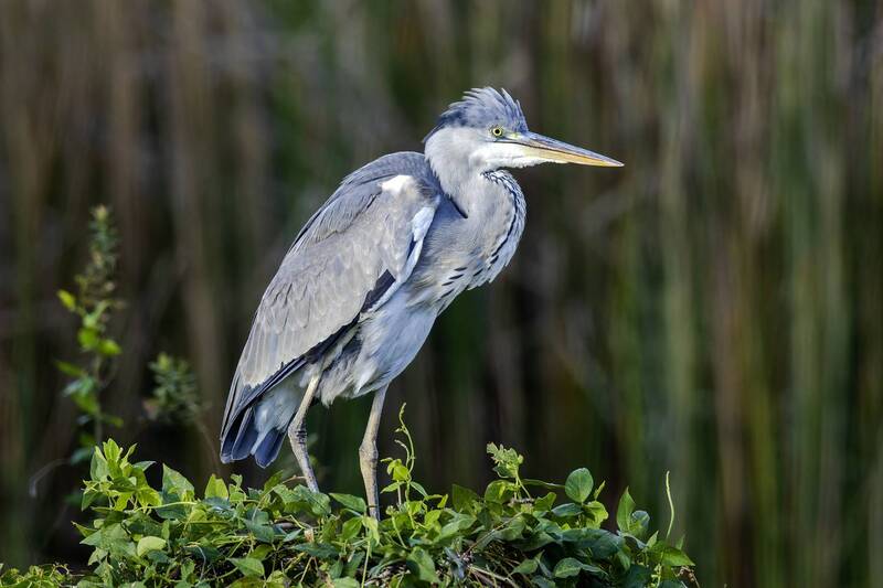 Большая голубая цапля. фото превью