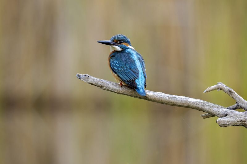 Зимородок. фото превью