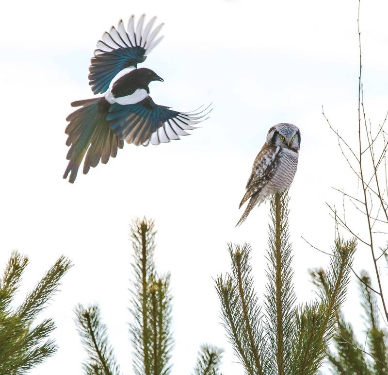 Доставала фото превью