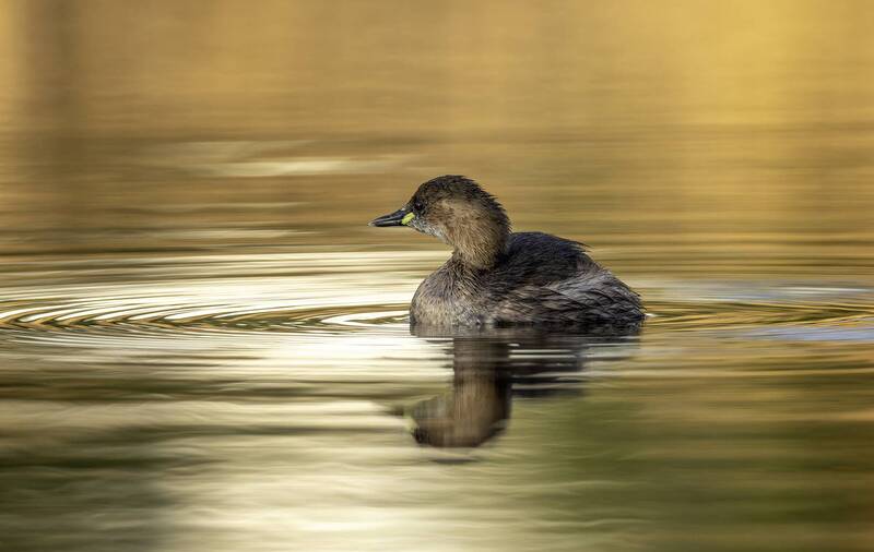 Малая поганка. фото превью