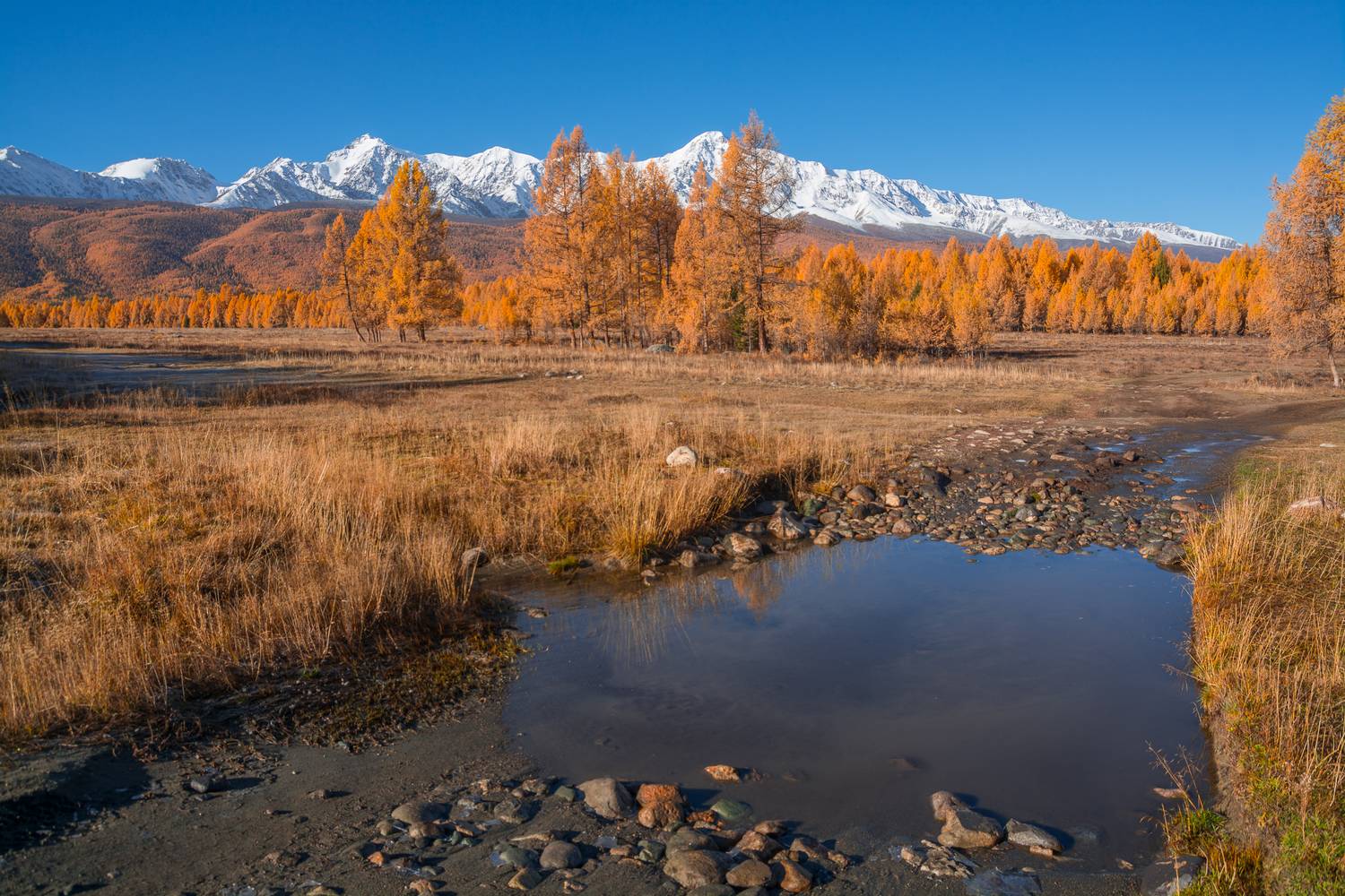 россия, горный алтай,ручей,осень, Андрей Поляков