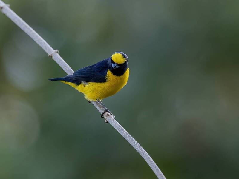Scrub Euphonia фото превью