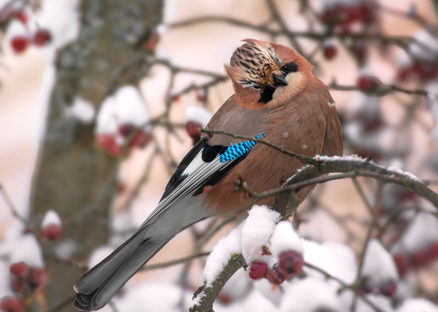 wildlife, birdwatching, nature, bird photography, птица, фотоохота, природа, сойка , Полина Шальнева