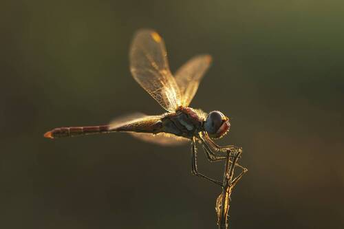 Sympetrum