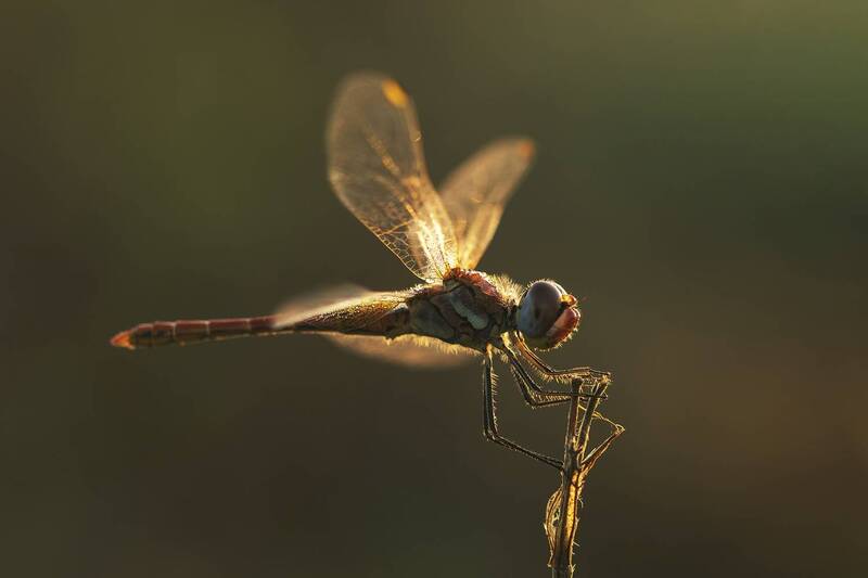 Sympetrum фото превью
