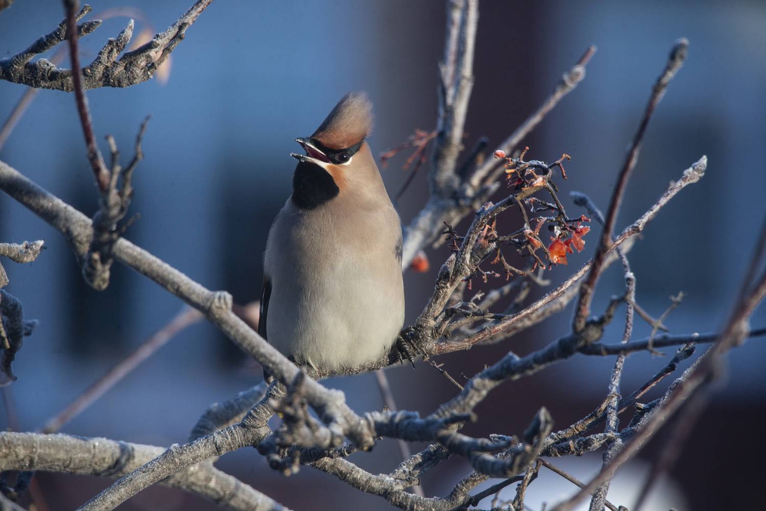 , Ольга Лукахина