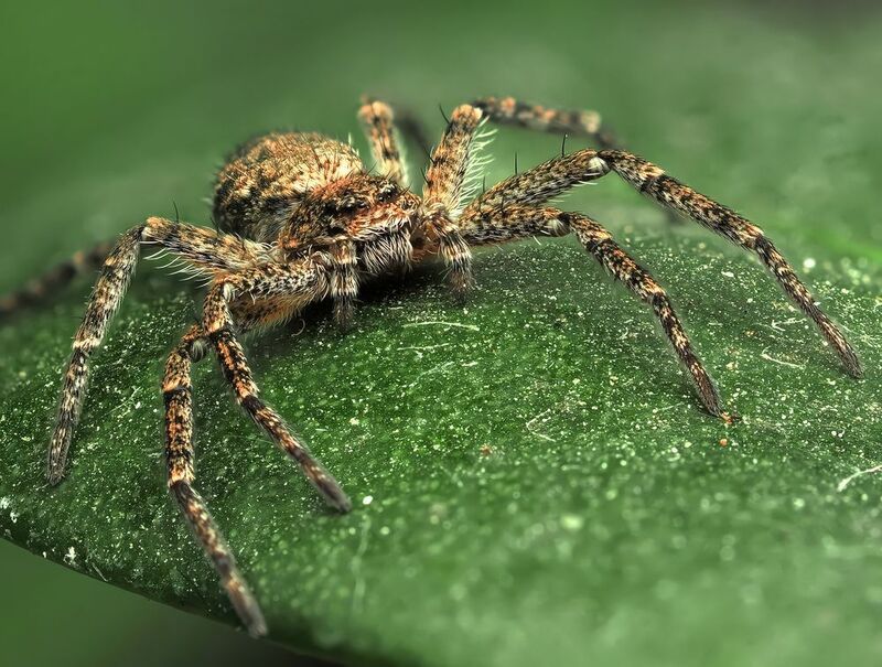 паук Паук фото превью