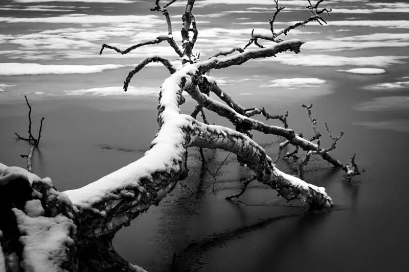 коряга, дерево, зима Без названия фото превью
