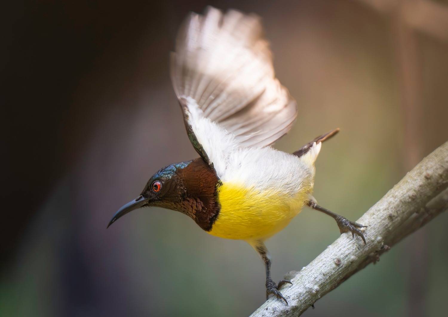 , Ширгин Сергей