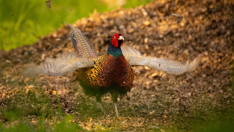 Pheasant  фото превью