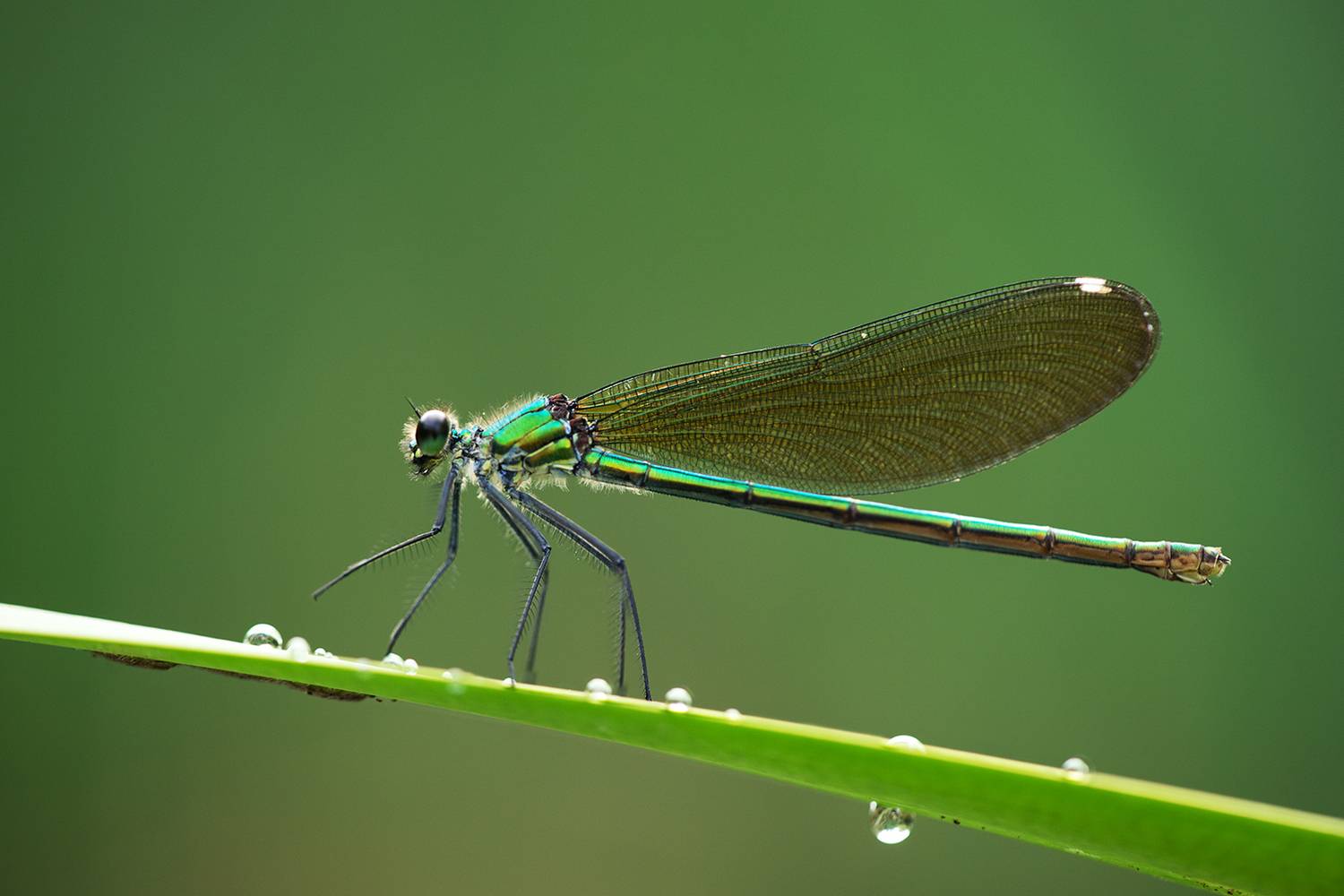 , Илья Михеев