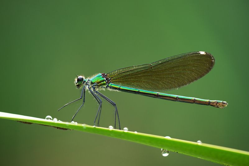 Красотка блестящая фото превью