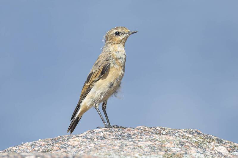 каменка, птенец, птицы Слеток каменки фото превью