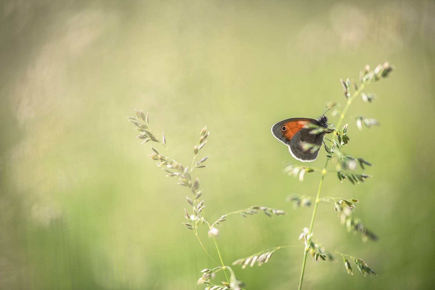 сон, бабочка, травы, россия, воронеж, луг, маклок, nikon d 850,, Мещеряков Геннадий