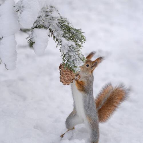 Угощение для белочки!