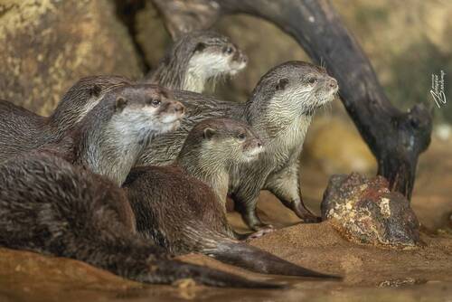 Азиатские бескоготные выдры