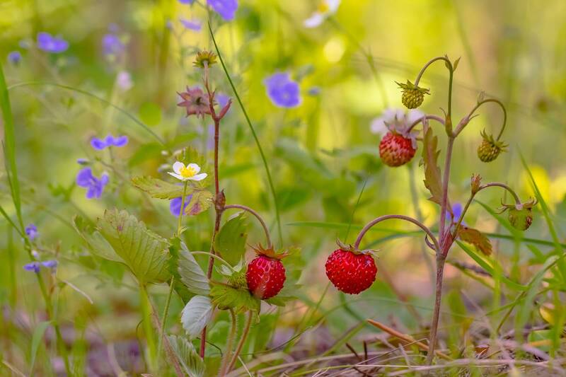 .... фото превью