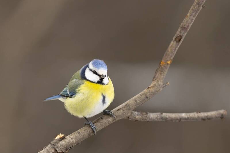 Лазоревка фото превью