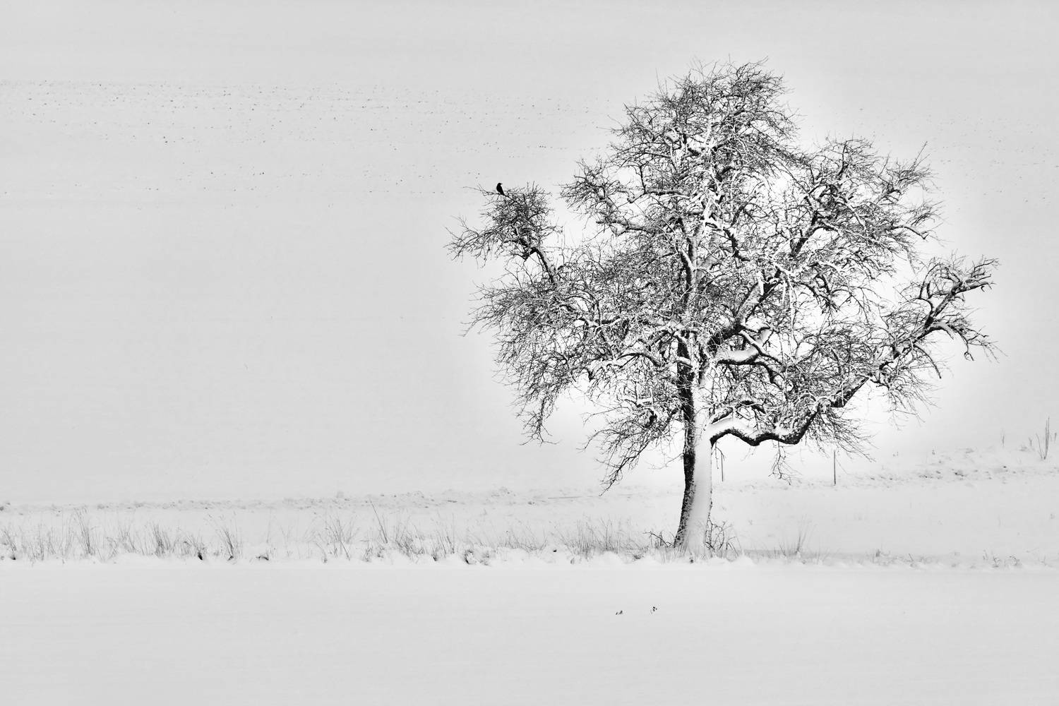 Landscapes, Tree, Raven, Winter, Snowfall, Snow, , Povarova Ree Svetlana