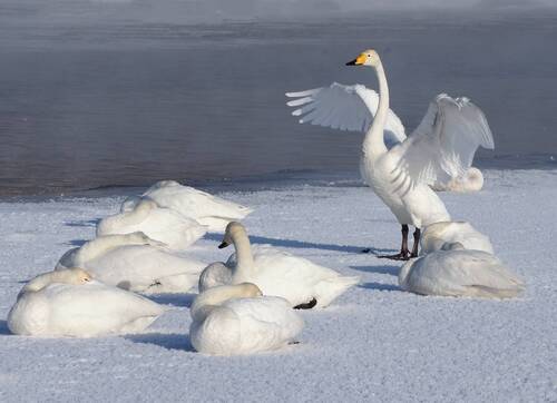 Из жизни лебедей