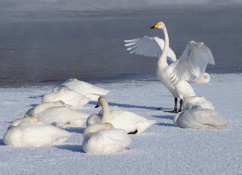 лебединое озеро, алтайский край, урожайное, семилетка, белый стан, лебеди Из жизни лебедей фото превью