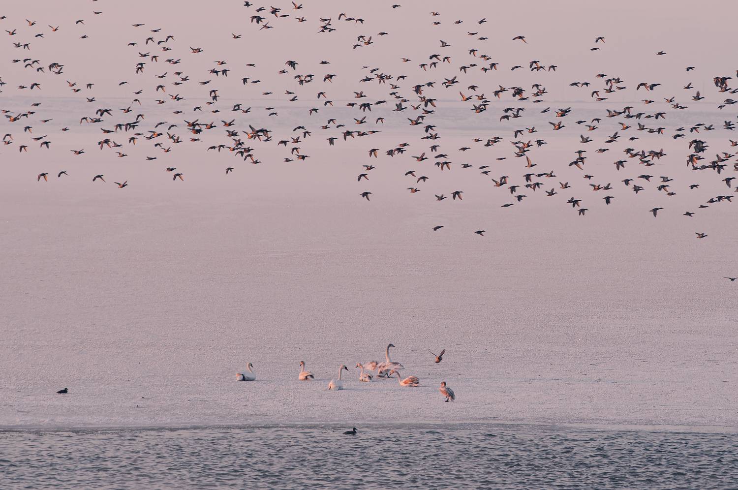 птицы, полёт, стая, природа, дикая природа, минимализм, атмосфера, настроение, пространство, ритм, тишина, движение, wildlife, nature, birds, flamingo, fine art, landscape, harmony, freedom, Сухенко Олег