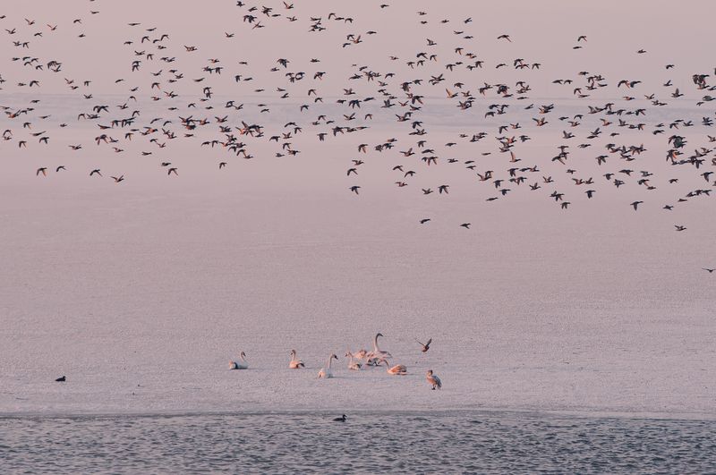 птицы, полёт, стая, природа, дикая природа, минимализм, атмосфера, настроение, пространство, ритм, тишина, движение, wildlife, nature, birds, flamingo, fine art, landscape, harmony, freedom Между покоем и полётом фото превью