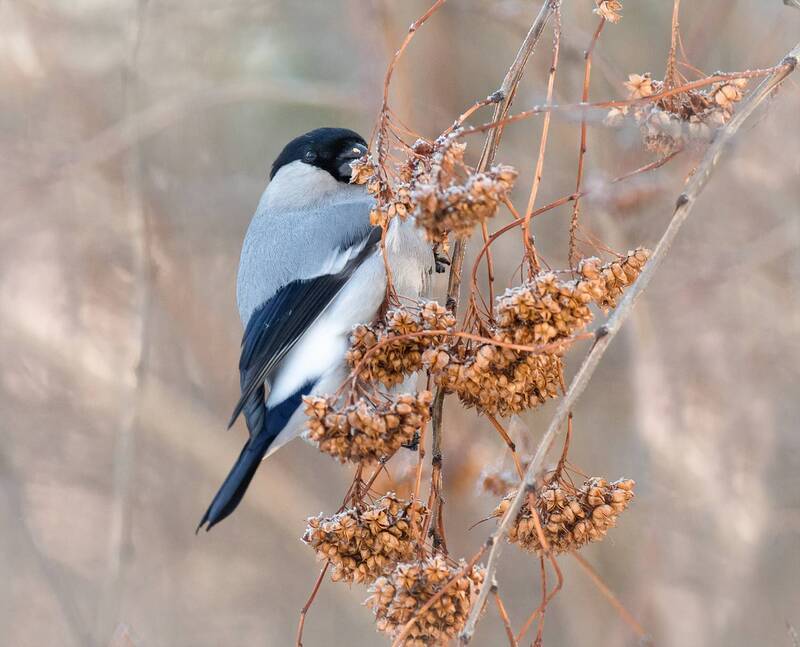 Серый снегирь. (6 ФОТО) фото превью