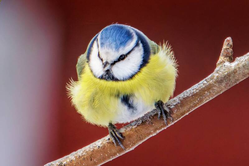 Лазоревка фото превью