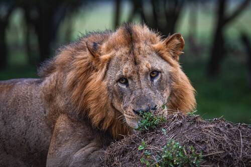 Эти глаза напротив.