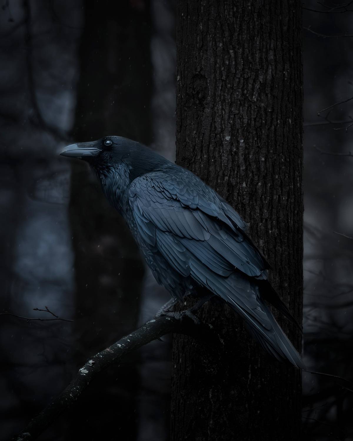 ворон, вечер, темота, тёмный фон, лес, raven, darkness, фотоохота, wildlife, Михаил Ездаков