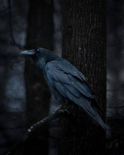 Князь тишины