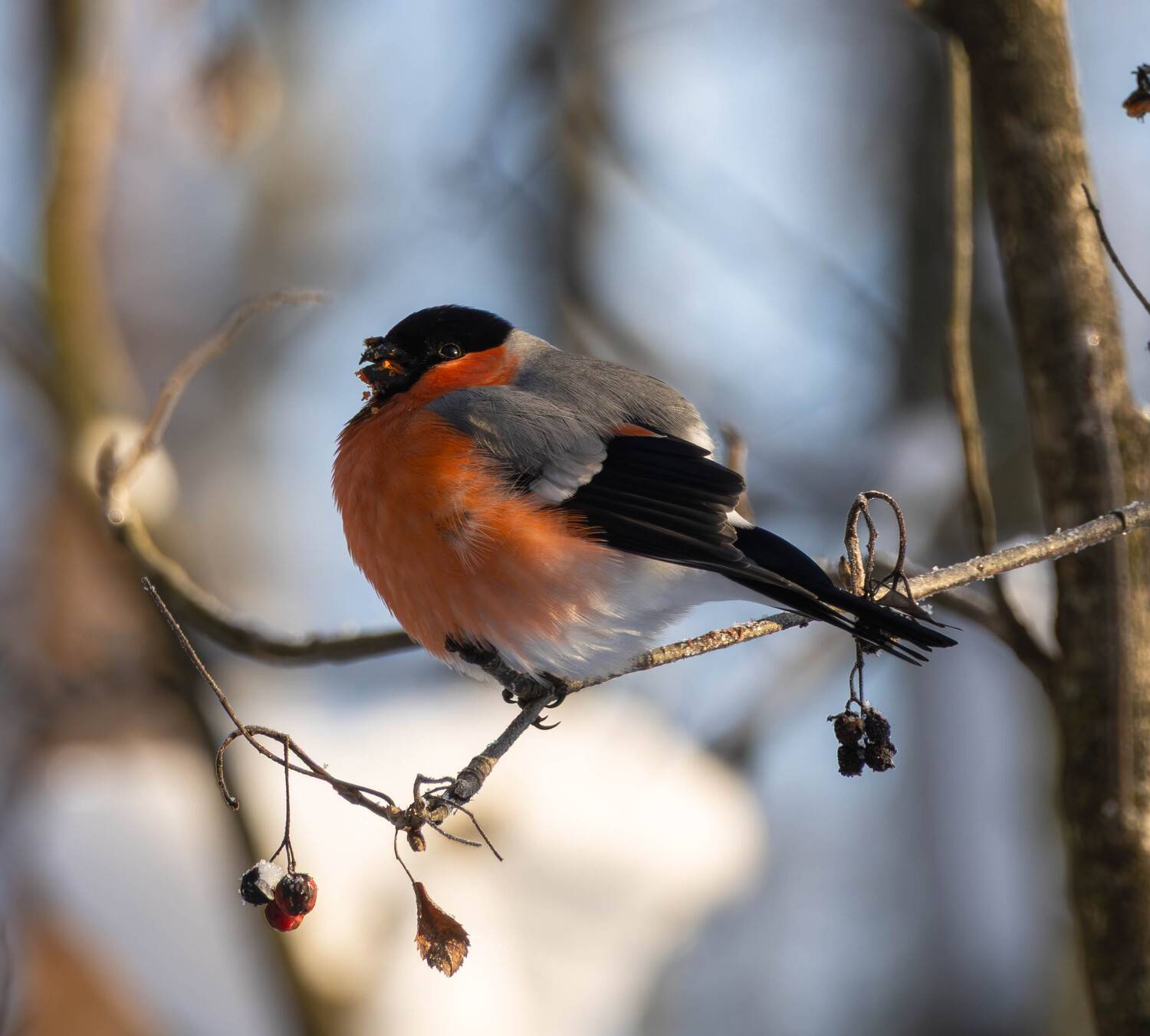 , Жуков Михаил