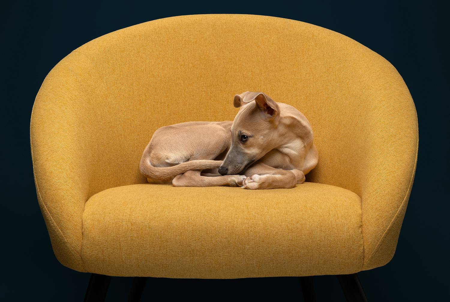 #whippett #dog, Carolyn Bray