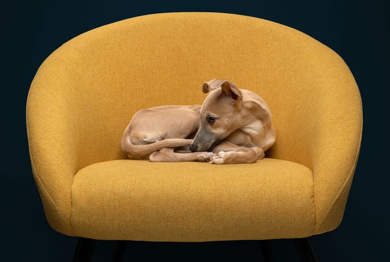 #whippett #dog Pebble фото превью