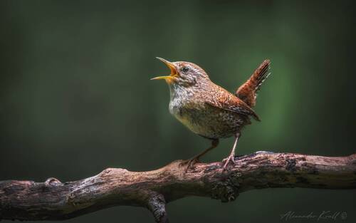 Голосистый