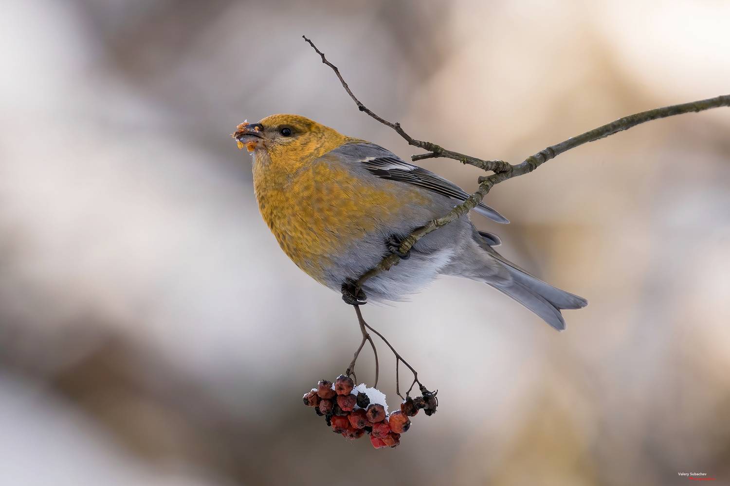 , Валерий Субачев