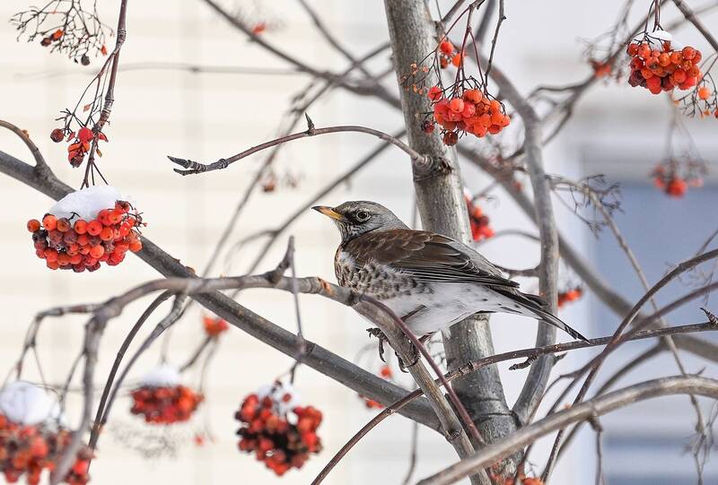 Рябина на завтрак, обед и ужин фото превью
