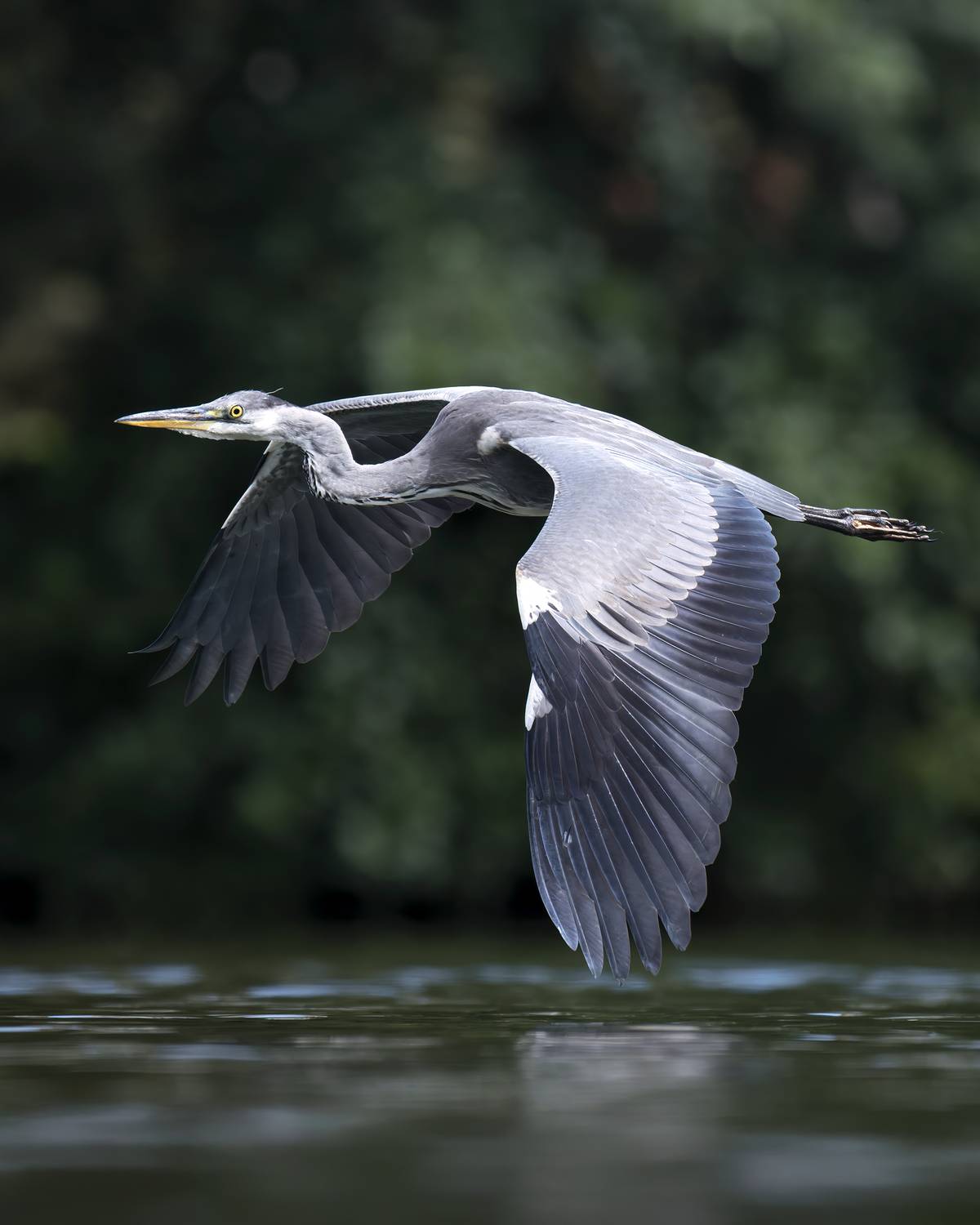 , Поляков Михаил