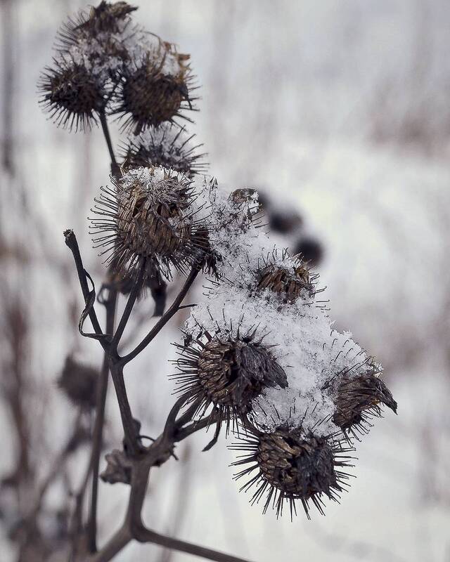 *** фото превью