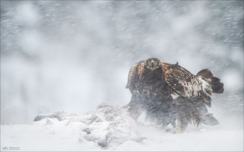 беркут, golden eagle, фототур в красный бор, заказник красный бор, беларусь, фотоохота, фототуры 2026 МЕТЕЛЬ фото превью