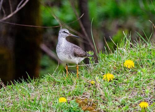 сибирский пепельный улит