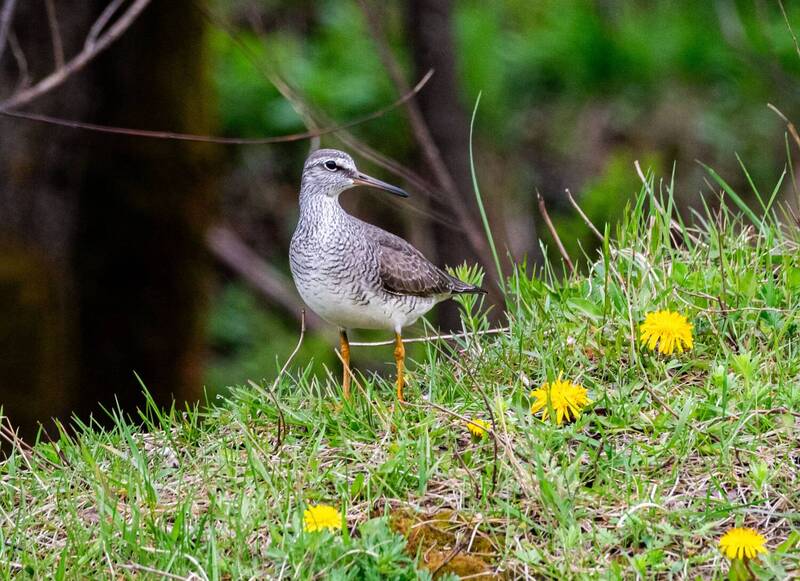 сибирский пепельный улит фото превью